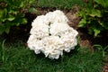 White  hydrangea. flower Royalty Free Stock Photo