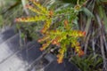 Close up to a wild green and red plant located at colombian paramo