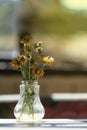 Close up to witherd flowers in a glass vase. (Window light and v