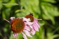 Close up to a yellow and black bumble bee over a wild pink deisy with green nature blurred