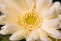 Close up to yellow carpel flower.