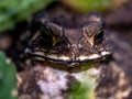 Close-up of a Toad Bufo melanostictus Royalty Free Stock Photo