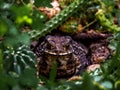 Close-up of a Toad Bufo melanostictus Royalty Free Stock Photo