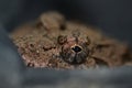 Toad eye Royalty Free Stock Photo