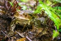 Close up from a toad in a Japanese forest. Royalty Free Stock Photo
