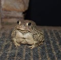 Close up of a toad Royalty Free Stock Photo