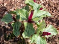 Close-up of the toadshade or toad trillium Trillium sessile, it has a whorl of three bracts leaves and a single trimerous