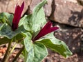 Close-up of the toadshade or toad trillium Trillium sessile, it has a whorl of three bracts leaves and a single trimerous