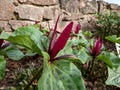 Toadshade or toad trillium (Trillium sessile) with a whorl of three bracts (leaves)