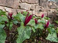 Toadshade or toad trillium (Trillium sessile) with a whorl of three bracts and a single trimerous reddish