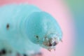 Close up of a Tobacco Hornworm Sphinx Moth Caterpillar being held between fingers