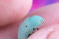 Close up of a Tobacco Hornworm Sphinx Moth Caterpillar being held between fingers