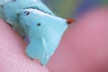 Close up of a Tobacco Hornworm Sphinx Moth Caterpillar's Rear Horn