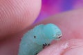 Close up of a Tobacco Hornworm Sphinx Moth Caterpillar being held between fingers