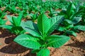 Close-up tobacco leaves on tobacco field, tobacco field shot in morning