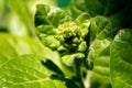 Close up of tobacco plant bud Royalty Free Stock Photo