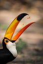 Close-up of toco toucan catching fruit chunks Royalty Free Stock Photo