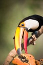 Close-up of toco toucan eating papaya half