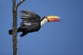 Close up of a Toco Toucan in flight Royalty Free Stock Photo