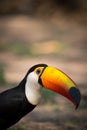 Close-up of toco toucan staring at camera Royalty Free Stock Photo
