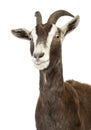 Close-up of a Toggenburg goat