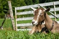 Toggenburg goat lying down in green grass in front of a wood gate