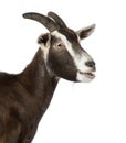 Close-up of a Toggenburg goat bleating Royalty Free Stock Photo