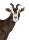 Close-up of a Toggenburg goat looking at camera Royalty Free Stock Photo