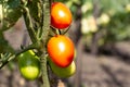 Close up tomato bushes ripening on a branch