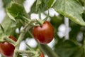 Tomato of different varieties Royalty Free Stock Photo