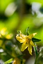 Close-up of a tomato flower Royalty Free Stock Photo