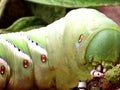 Close up of tomato hornworm Royalty Free Stock Photo