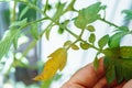 Tomato leaves affected by spider mites and aphids Royalty Free Stock Photo
