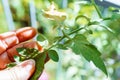 Tomato leaves affected by spider mites and aphids Royalty Free Stock Photo