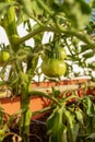 Close-up of a tomato plant with some green fruits in the center in focus and everything else out of focus. Selective Royalty Free Stock Photo