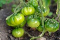 Close up of a tomato vine with vivid colors Royalty Free Stock Photo