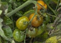 Close up of tomatoes as Autumn arrives