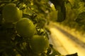 Close-up of Tomatoes in Icelandic Greenhouse