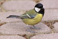 Close up of tomtit