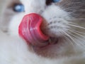 Tongue out cat close up. Royalty Free Stock Photo