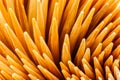 Close up Toothpick Royalty Free Stock Photo