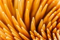 Close up Toothpick Royalty Free Stock Photo