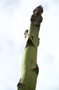 Close up of top of agave flower stalk
