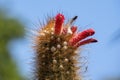 Close-up of top of a cactus with red flowers (cleistocactus buchtienii), native to Bolivia