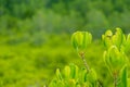 Close up top of Ceriops Tagal in mangrove forest at Rayong, Thai Royalty Free Stock Photo