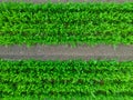 Close up top down aerial image of carrot plants in the rural countryside farmland of the UK Royalty Free Stock Photo