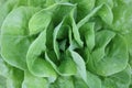 A Close Up View of Buttercrunch Lettuce Royalty Free Stock Photo