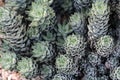 Close up, top down view of a group of Zebra Wart Plants, Haworthia reinwardtii