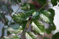 Close up, top down view of a Monarch Butterfly with wings closed on a Trumpet Vine leaf Royalty Free Stock Photo