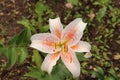 Close up, top down view of an orange and white Asiatic Lily Flower Royalty Free Stock Photo